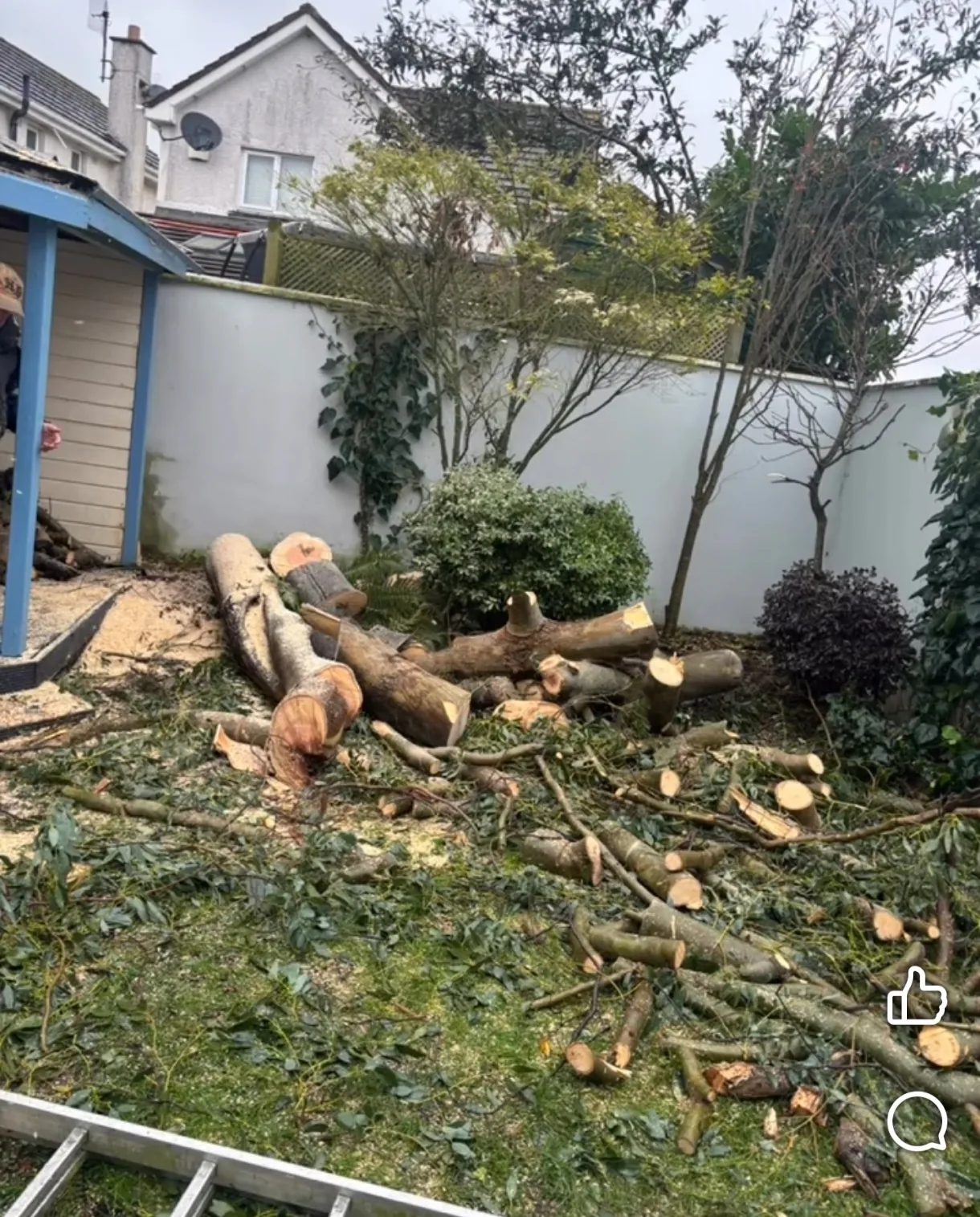 Rear Garden — Overgrowth to Outdoor Living — before